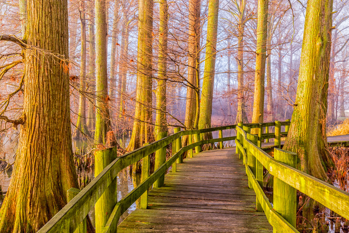 Bald cypress trees bathed in early morning sunlight line up the boardwalk that meanders mysteriously