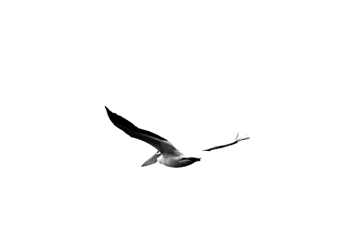 Minimalist monochrome abstract photograph of a Pelican in the sky