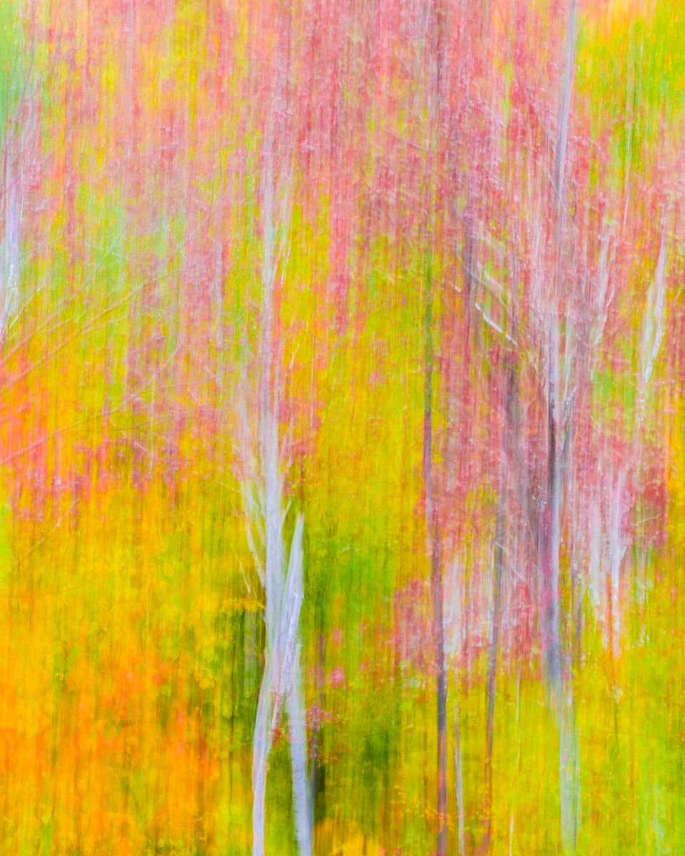 Intentional Camera Movement used to create a vibrant abstract photograph of fall colors