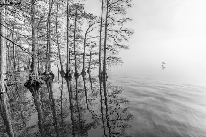 Stunning shot of bald cypress trees at a lake where Forced Perspective technique creates an impactful message