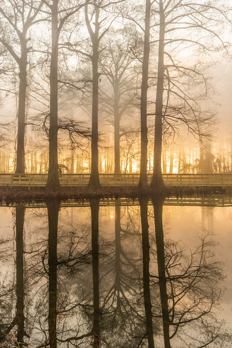 Trees reflected in the calm water as dense fog creates a halo behind them. The sun is seen only in reflection