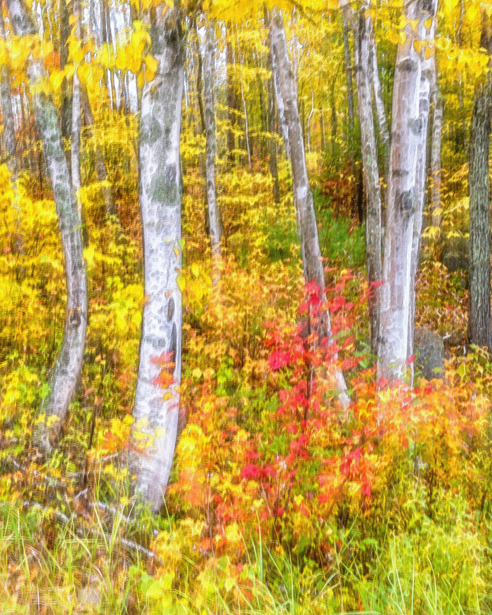 Intentional Camera Movement used to create a vibrant abstract image of fall colors