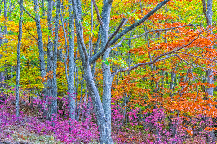 Unique nature photograph of purple fall colors from the roadside at Acadia National Park