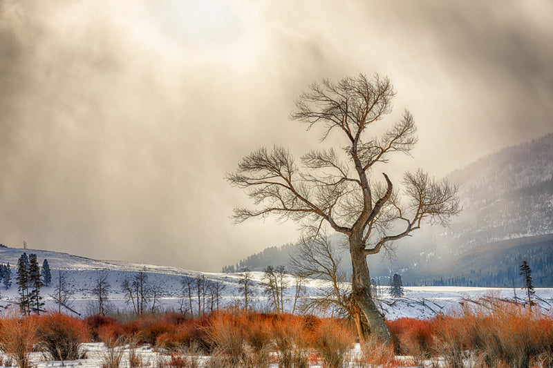 Exceptional crepuscular rays photographed in chilly winter conditions at Yellowstone National Park.