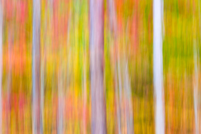 Intentional Camera Movement used to create a vibrant abstract image of fall colors