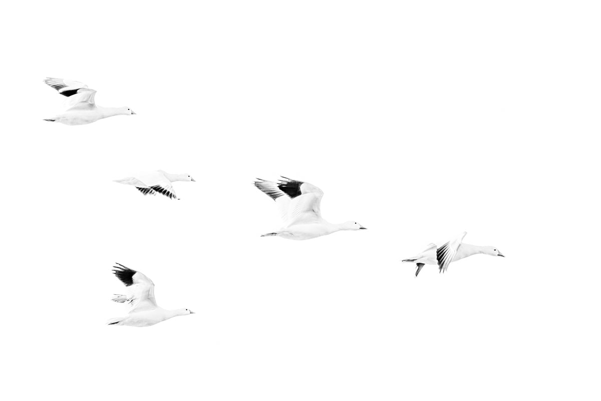 Minimalist black and white image of snow geese flying in the sky