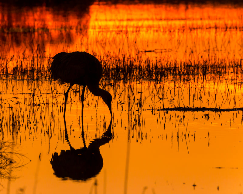 Sandhill Crane reflection at Bosque Del Apache NWR in New Mexico