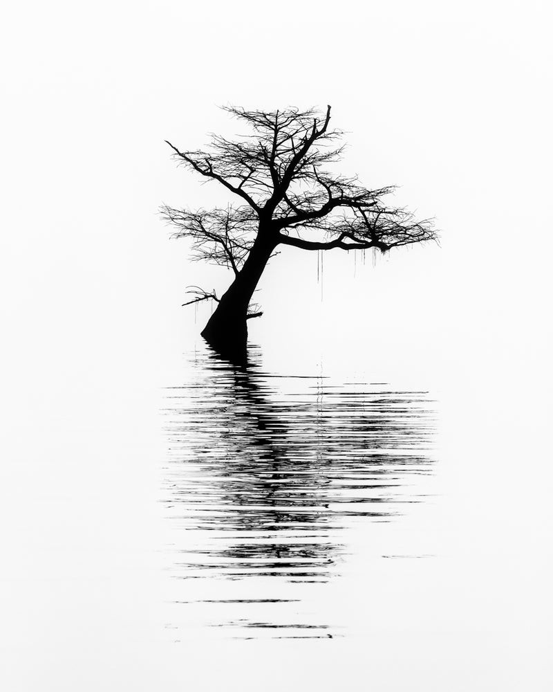 Multi-Award winning monochrome nature photograph of a bald cypress in the middle of lake in northwest Tennessee