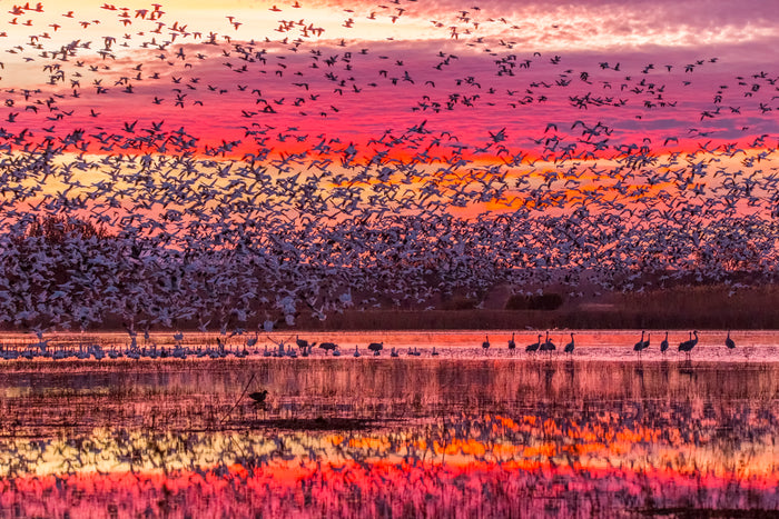 Thousands of snow geese and sandhill cranes photographed against the vibrant morning hues at Bosque Del Apache NWR