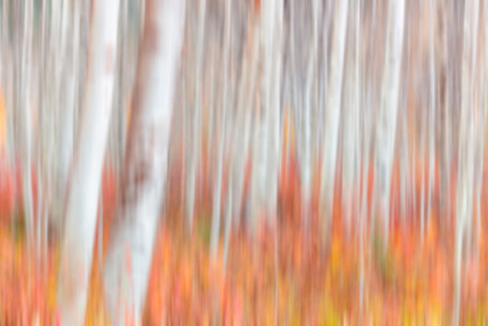 Fall colors photographed with Intentional Camera Movement technique to create vibrant abstract art