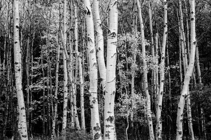 Classic monochrome nature image of aspen trees in Acadia National Park