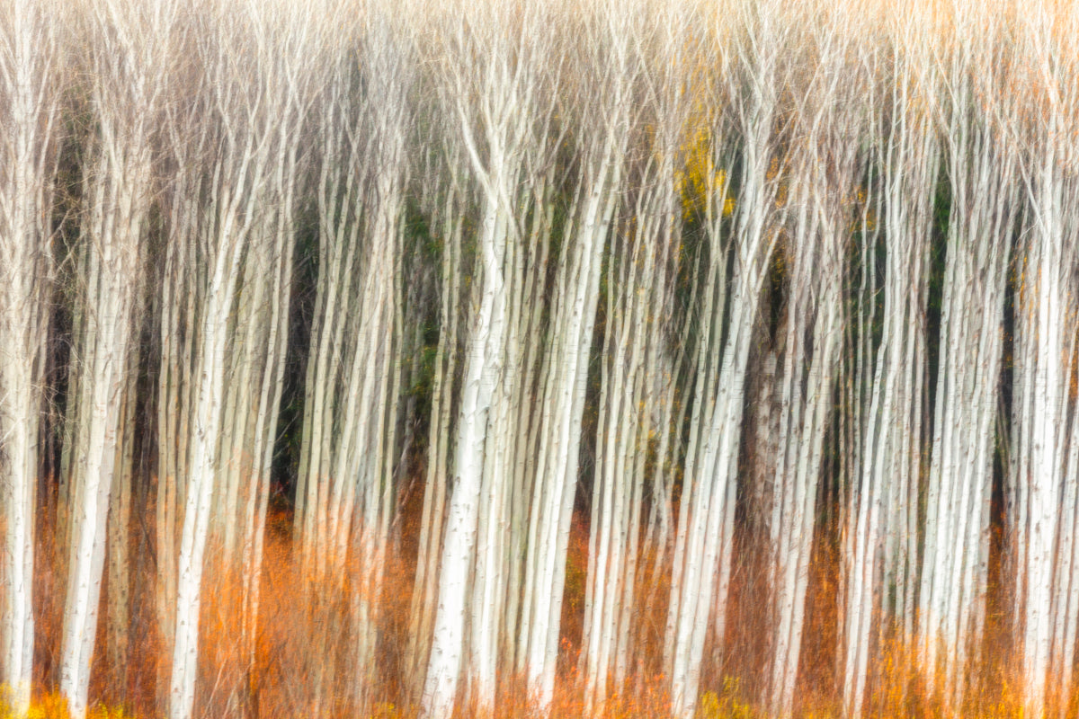 An Aspen grove turns into vibrant abstract photograph using the Intentional Camera Movement technique