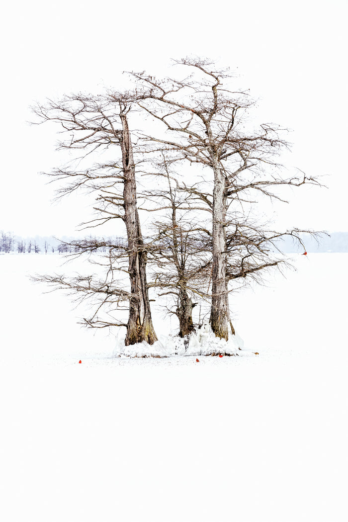 Stunning minimalist nature photograph showing Cardinals around bald cypress trees in winter