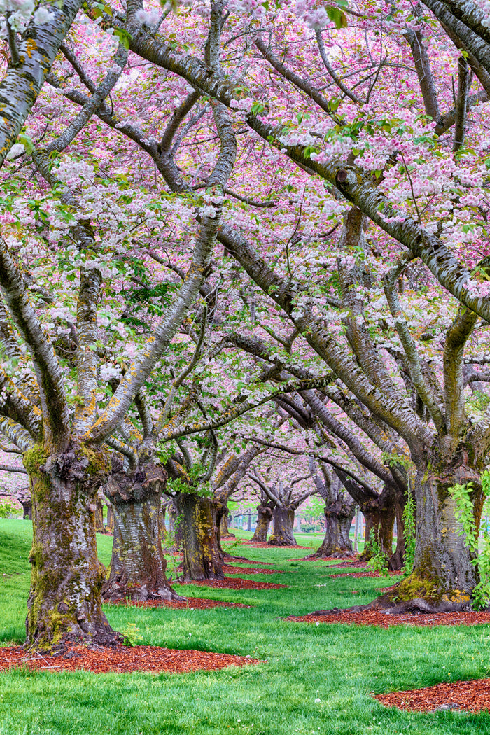 Beautiful spring photograph showing cherry blossoms in Vancouver, WA
