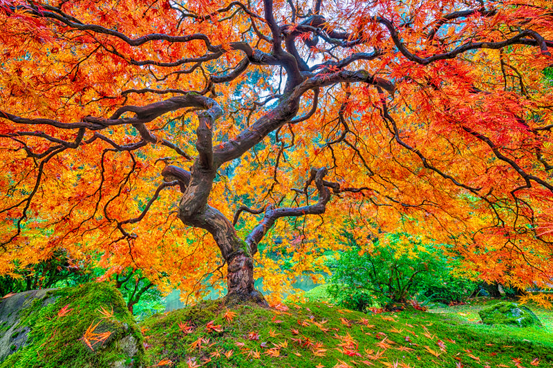 Vibrant orange fall colors and sinewy branches of a Japanese Maple photographed at Portland Japanese Garden
