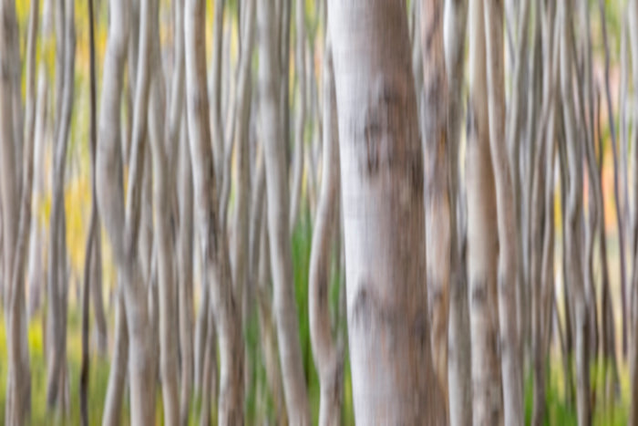 Bunch of tree trunks converted to abstract art with Intentional Camera Movement