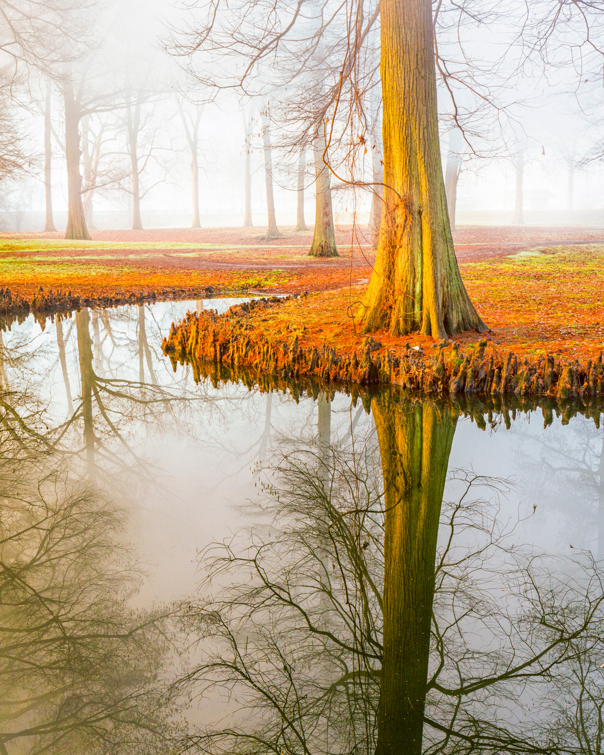 Soothing and blissful nature photograph with winter fog from northwest Tennessee